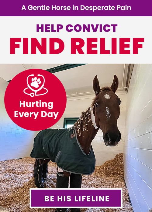 Help Convict Find Relief donation, The Animal Rescue Site and GreaterGood; injured horse needing veterinary treatment, pain relief, and ongoing recovery support to improve his health and quality of life.