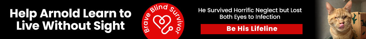 Help Arnold Learn to Live Without Sight donation by The Animal Rescue Site and GreaterGood, supporting care and rehabilitation for Arnold, a brave blind rescue cat learning to navigate life safely.