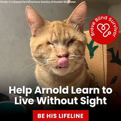 Help Arnold Learn to Live Without Sight donation by The Animal Rescue Site and GreaterGood, supporting care and rehabilitation for Arnold, a brave blind rescue cat learning to navigate life safely.