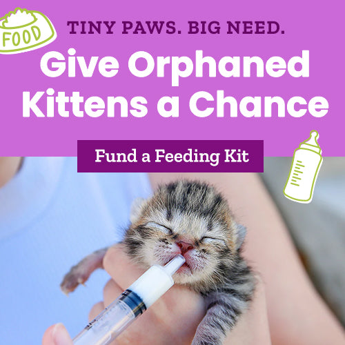 Give Orphaned Kittens a Chance donation by The Animal Rescue Site and GreaterGood, supporting feeding kits and lifesaving care for orphaned kittens needing formula, nourishment, and rescue support to survive.