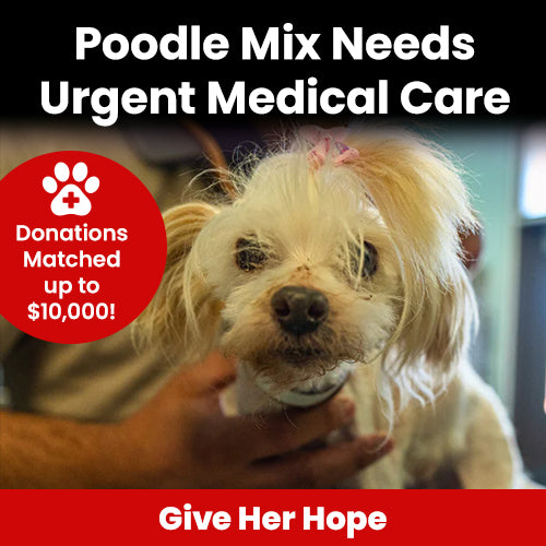 Poodle Mix Needs Urgent Medical Care donation, The Animal Rescue Site and GreaterGood; small white poodle mix receiving care, rescue support, urgent veterinary treatment to help her recover