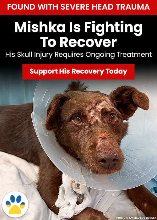 Mishka Is Fighting To Recover donation, The Animal Rescue Site and GreaterGood; injured brown dog wearing recovery cone, skull injury treatment support, ongoing care to help healing and rehabilitation
