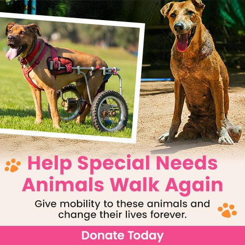 Help Special Needs Animals Walk Again donation, The Animal Rescue Site and GreaterGood; disabled dogs using wheelchairs and mobility aids, support prosthetics and rehabilitation to restore movement and independence