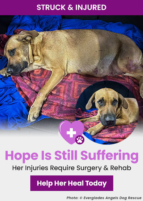 Hope Is Still Suffering donation, The Animal Rescue Site and GreaterGood; injured dog lying on blanket, surgery and rehabilitation needed, support urgent care to help her recover