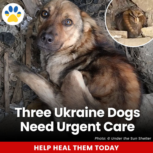 Three Ukraine Dogs Need Urgent Care donation, The Animal Rescue Site and GreaterGood; frightened stray dogs hiding in rubble, emergency rescue and veterinary care needed to help them survive and recover