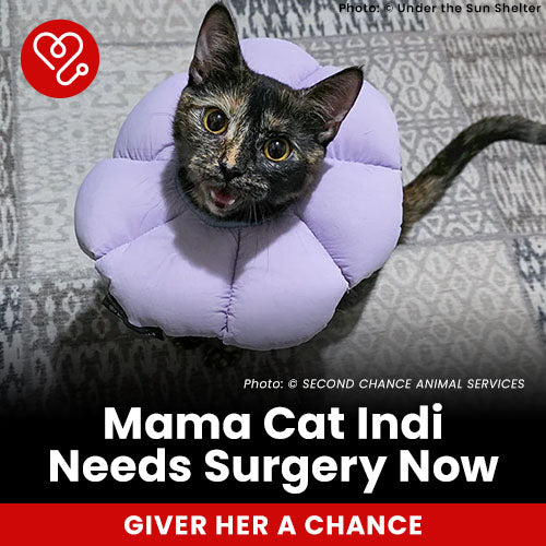 Mama Cat Indi Needs Surgery Now donation, The Animal Rescue Site and GreaterGood; tortoiseshell cat wearing recovery collar, urgent surgery and medical care needed to help her heal and recover