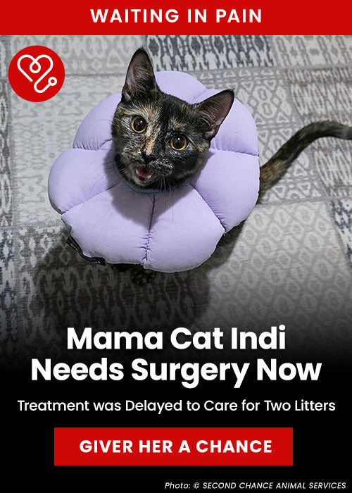 Mama Cat Indi Needs Surgery Now donation, The Animal Rescue Site and GreaterGood; tortoiseshell cat wearing recovery collar, urgent surgery and medical care needed to help her heal and recover