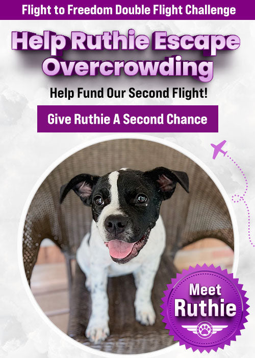 Double Flight Challenge donation, The Animal Rescue Site and GreaterGood; rescue dog and cat awaiting transport, helping overcrowded shelters relocate pets to safety and new adoption opportunities