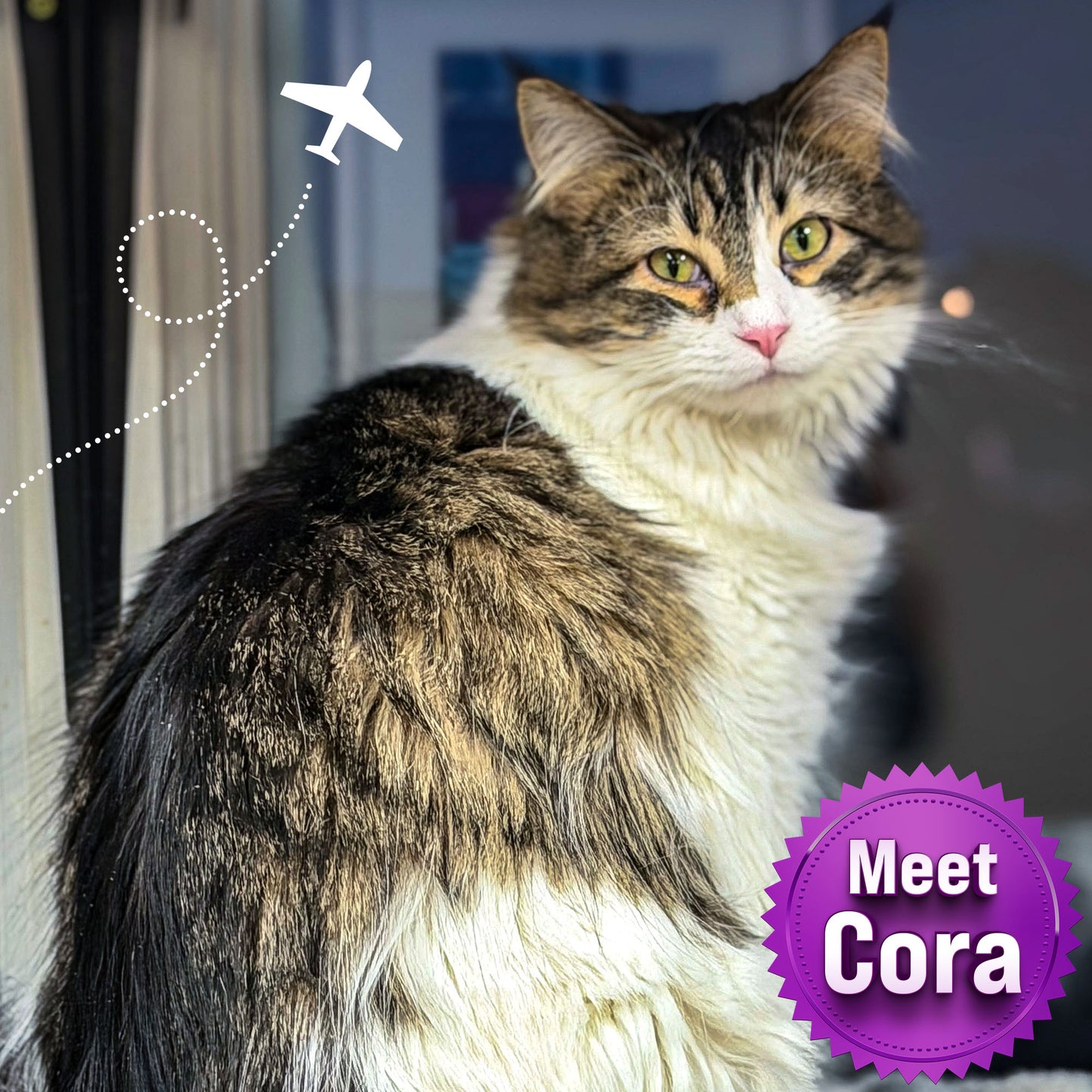 Help Fly Pets to Freedom