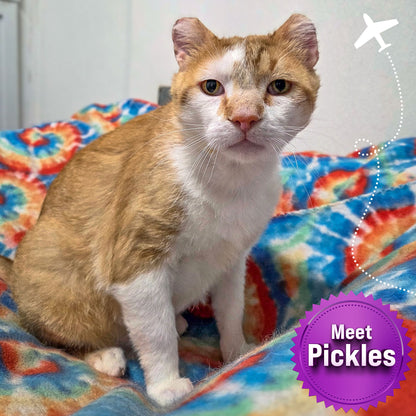 Help Fly Pets to Freedom