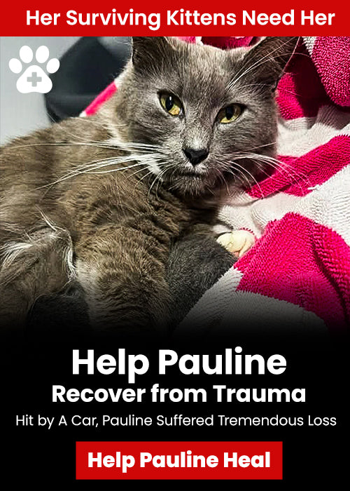 Help Pauline Recover from Trauma donation, The Animal Rescue Site and GreaterGood; gray mother cat and kittens need medical care, recovery support, and comfort after surviving a serious accident.