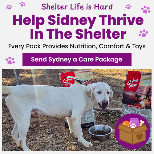 Shelter Pets Need Support donation, The Animal Rescue Site and GreaterGood; pets in shelter care awaiting comfort supplies, enrichment toys, and care packages that provide hope and daily support.