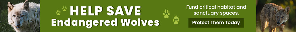 Help Save Endangered Wolves donation campaign by The Animal Rescue Site and GreaterGood. Your contribution funds critical habitat and sanctuary space to protect these animals in the wild.