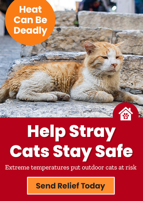 Help Stray Cats Stay Safe donation, The Animal Rescue Site and GreaterGood; support outdoor cats with cooling relief, shelter resources, and essential care during extreme summer temperatures.