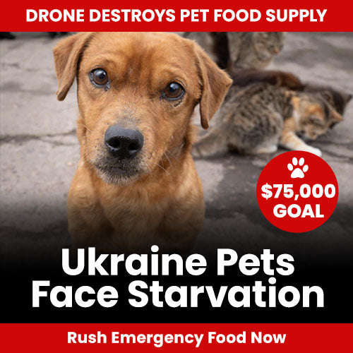 Ukraine Pets Face Starvation donation campaign by The Animal Rescue Site and GreaterGood. Your contribution rushes emergency food to animals in need.