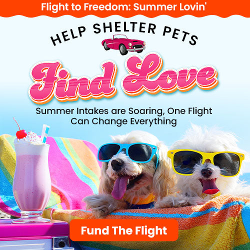 Flight to Freedom: Summer Lovin' donation campaign by The Animal Rescue Site and GreaterGood. Your contribution funds life-saving flights for shelter pets in need.