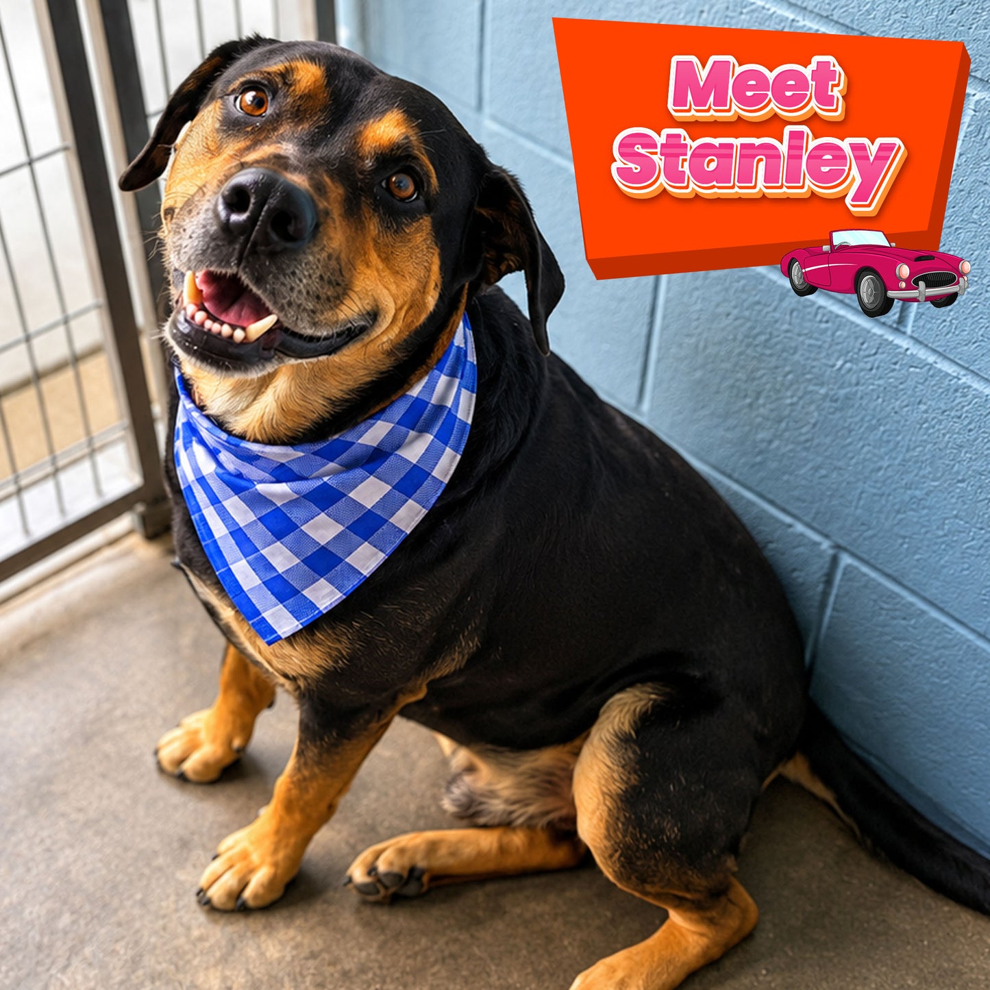 Help Fly Pets to Freedom