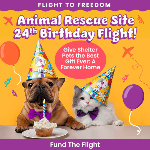 Celebrate The Animal Rescue Site 24th Birthday Flight by The Animal Rescue Site and GreaterGood. Help provide shelter pets the gift of a forever home.