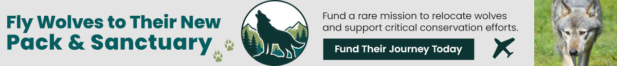 Support the Fly Wolves to Their New Pack and Sanctuary mission with The Animal Rescue Site and GreaterGood. Your donation funds this rare relocation and critical conservation effort.