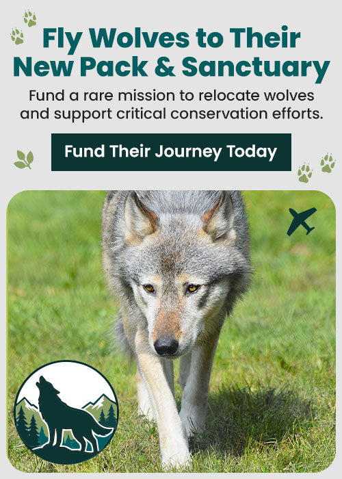 Support the Fly Wolves to Their New Pack and Sanctuary mission with The Animal Rescue Site and GreaterGood. Your donation funds this rare relocation and critical conservation effort.