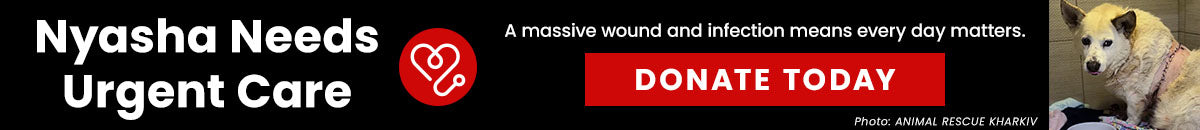 Support Nyasha Needs Urgent Care with The Animal Rescue Site and GreaterGood. Your donation helps this injured dog receive the critical veterinary treatment needed to survive and recover.