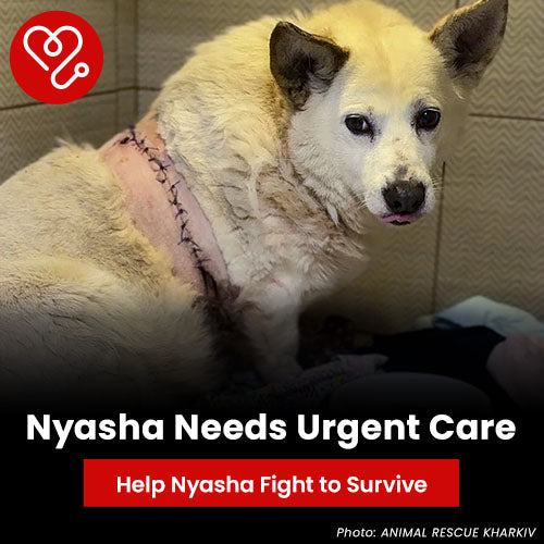 Support Nyasha Needs Urgent Care with The Animal Rescue Site and GreaterGood. Your donation helps this injured dog receive the critical veterinary treatment needed to survive and recover.