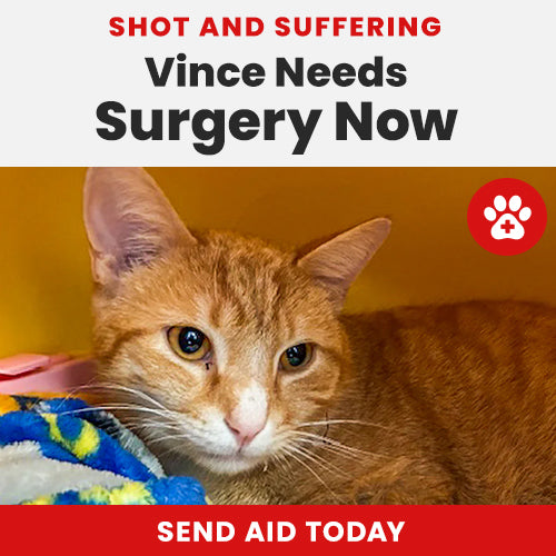 Support the Vince Needs Surgery Now campaign by GreaterGood and The Animal Rescue Site.