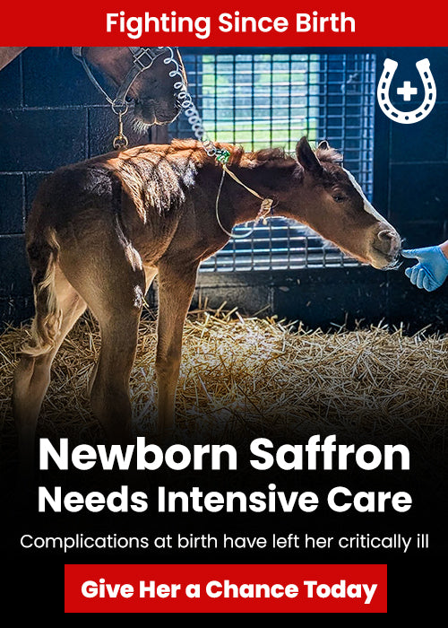 Support the Newborn Saffron Needs Intensive Care campaign by GreaterGood and The Animal Rescue Site.