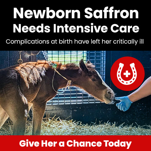 Support the Newborn Saffron Needs Intensive Care campaign by GreaterGood and The Animal Rescue Site.