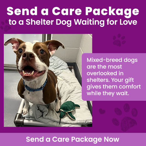 Send a Care Package to a Shelter Dog Waiting for Love campaign by GreaterGood and The Animal Rescue Site.