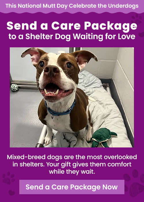 Send a Care Package to a Shelter Dog Waiting for Love campaign by GreaterGood and The Animal Rescue Site.