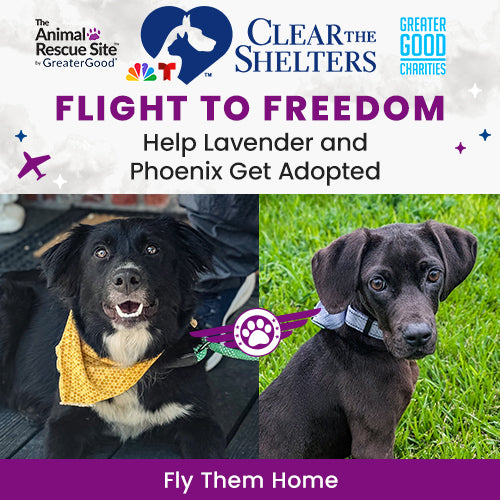 Support the Flight to Freedom campaign by The Animal Rescue Site, GreaterGood, and Clear The Shelters. Help fly cats and dogs from overcrowded shelters to their forever homes.