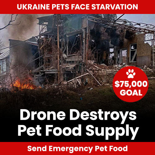 Ukraine Pets Face Starvation donation campaign by The Animal Rescue Site and GreaterGood. Your contribution rushes emergency food to animals in need.