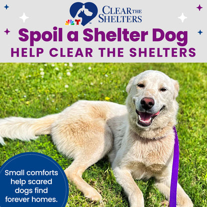 Send Vital Supplies to Shelters Saving Dogs’ Lives
