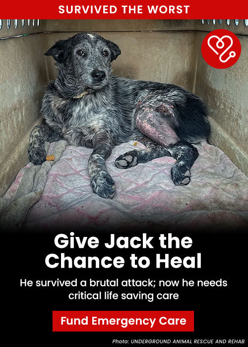 Support the Give Jack the Chance to Heal campaign by The Animal Rescue Site and GreaterGood. Help fund critical, lifesaving emergency care for Jack, who survived a brutal attack.