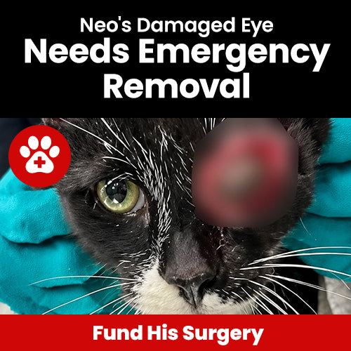 Support the Neo's Damaged Eye Needs Emergency Removal campaign by The Animal Rescue Site and GreaterGood. Fund his surgery to provide critical medical care.