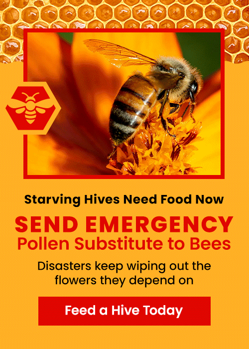 Support the Send Emergency Pollen Substitute to Bees campaign by The Animal Rescue Site and GreaterGood. Help feed a hive today as disasters keep wiping out the flowers they depend on.