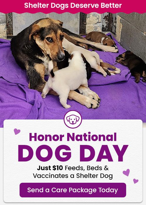Honor National Dog Day with The Animal Rescue Site and GreaterGood. Just $10 feeds, beds, and vaccinates a shelter dog. Send a care package today.