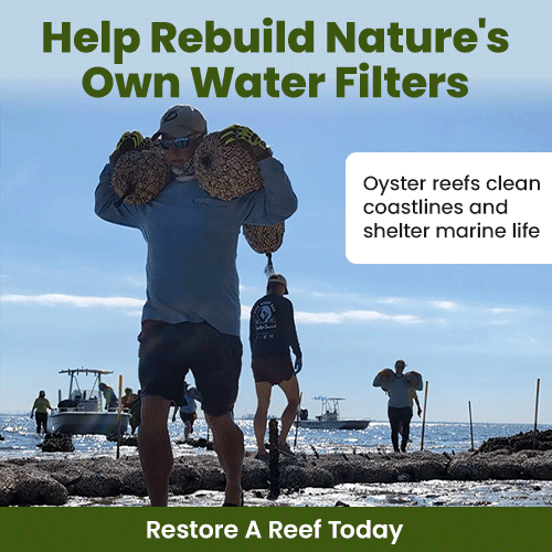 Support the Help Rebuild Nature's Own Water Filters campaign by The Animal Rescue Site and GreaterGood. Restore a reef today to help oyster reefs clean coastlines and shelter marine life.