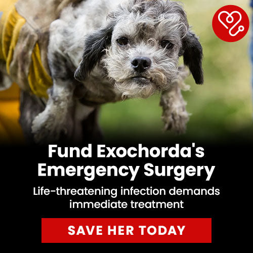 Support the 153 Hoarding Survivors Fighting to Survive campaign by The Animal Rescue Site and GreaterGood. Send aid to provide emergency surgery, medication, and recovery care needed for the animals.