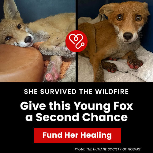 Support the Give this Young Fox a Second Chance campaign by The Animal Rescue Site and GreaterGood. Fund her healing to help the young fox who survived the wildfire.