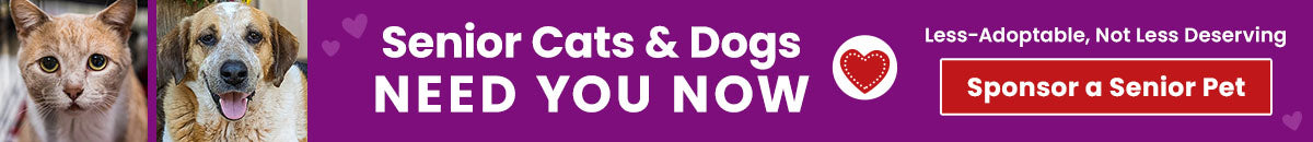 Support the Senior Cats & Dogs Need You Now campaign by The Animal Rescue Site and GreaterGood. Sponsor a senior pet because they are less-adoptable, not less deserving.