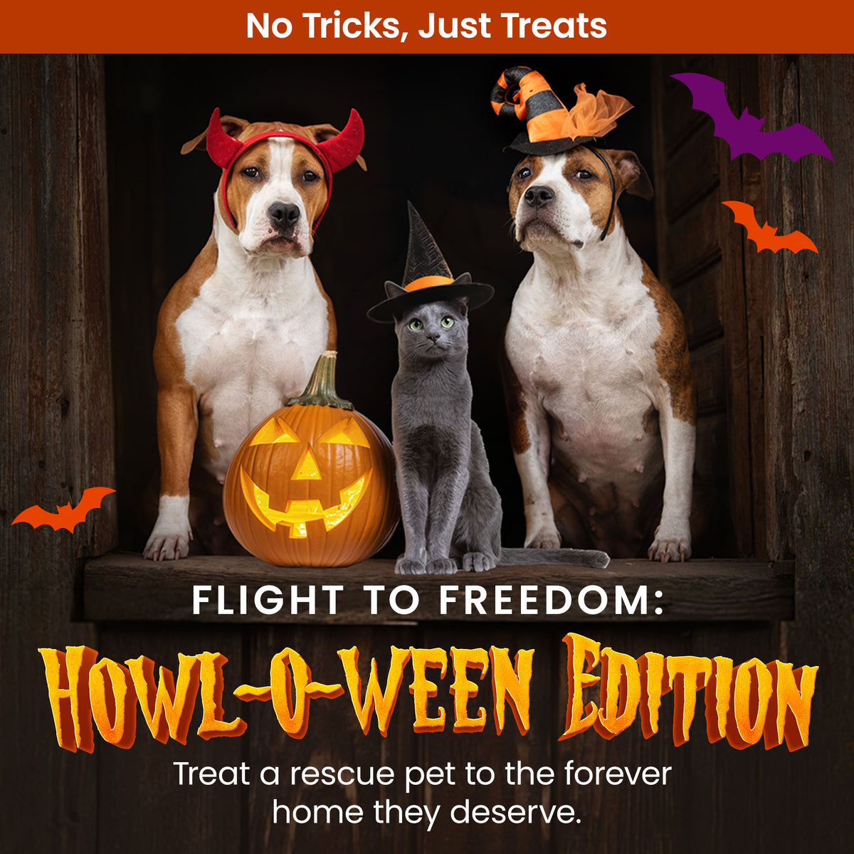 Help Fly Pets to Freedom