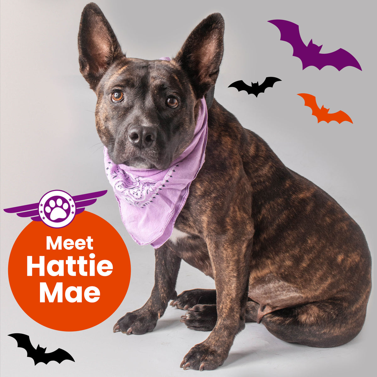Help Fly Pets to Freedom