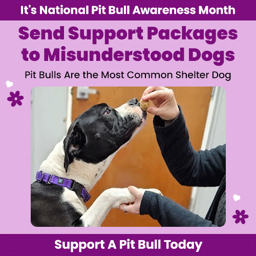 Support the Send Support Packages to Misunderstood Dogs campaign by The Animal Rescue Site and GreaterGood. Support a pit bull today because pit bulls are the most common shelter dog during National Pit Bull Awareness Month.