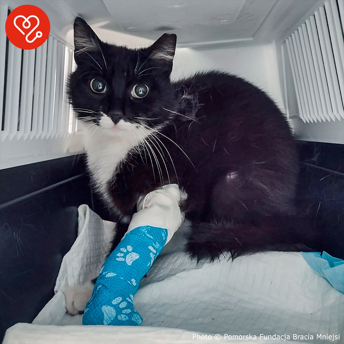 Funded: Help Save Cat Who Was Shot and Found Lying on Side of Road