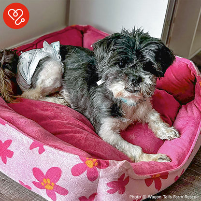 Funded: Help Perla Heal From Kidney Stones and Dental Disease