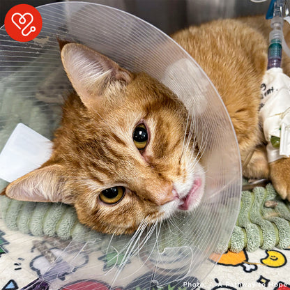 Funded: Winston is Suffering with Multiple Fractures and Needs Your Support