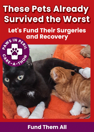 Support the 4th Annual Paws in Peril: Care-A-Thon campaign by The Animal Rescue Site and GreaterGood. Save a life today to provide critical care for animals in need.