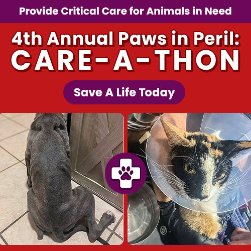 Support the 4th Annual Paws in Peril: Care-A-Thon campaign by The Animal Rescue Site and GreaterGood. Save a life today to provide critical care for animals in need.